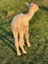 alpaca for sale