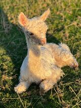 alpaca for sale