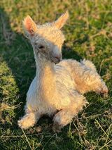 alpaca for sale
