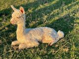 alpaca for sale