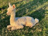 alpaca for sale
