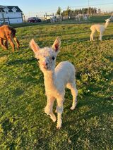 alpaca for sale