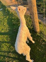 alpaca for sale