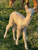 alpaca for sale