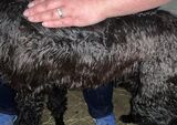 alpaca for sale
