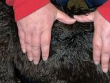 alpaca for sale