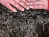 alpaca for sale