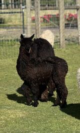 alpaca for sale