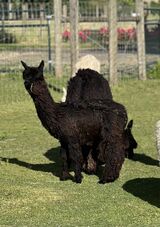 alpaca for sale