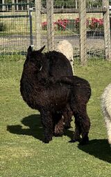 alpaca for sale