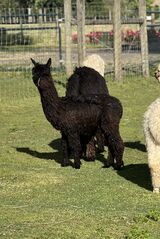 alpaca for sale