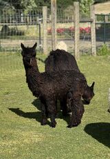 alpaca for sale