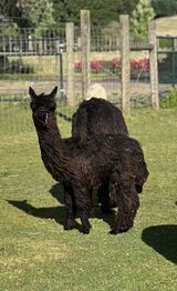 alpaca for sale