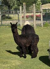 alpaca for sale