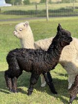 alpaca for sale