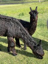 alpaca for sale