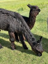 alpaca for sale