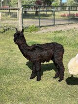 alpaca for sale
