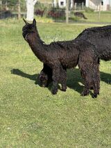 alpaca for sale
