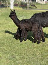 alpaca for sale