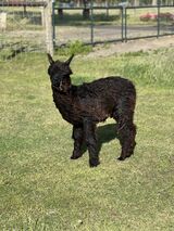 alpaca for sale