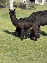 alpaca for sale
