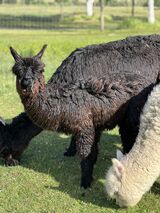 alpaca for sale