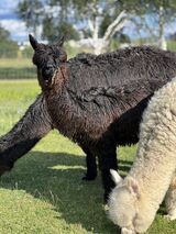 alpaca for sale