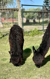 alpaca for sale