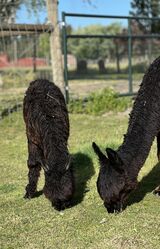 alpaca for sale