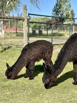 alpaca for sale