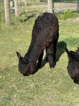 alpaca for sale