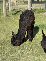 alpaca for sale