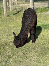 alpaca for sale