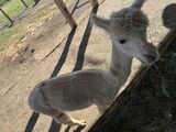 alpaca for sale