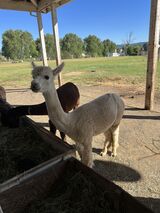 alpaca for sale