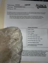 alpaca for sale