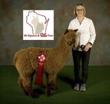 alpaca for sale