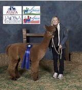 alpaca for sale