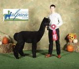 alpaca for sale