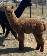 alpaca for sale