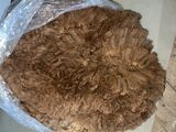 alpaca for sale