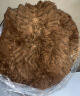 alpaca for sale