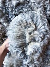 alpaca for sale