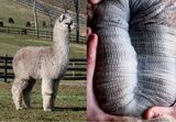 alpaca for sale