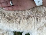 alpaca for sale