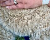 alpaca for sale