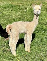 alpaca for sale