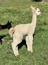 alpaca for sale