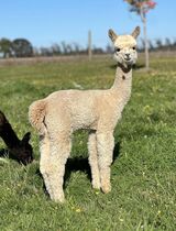 alpaca for sale